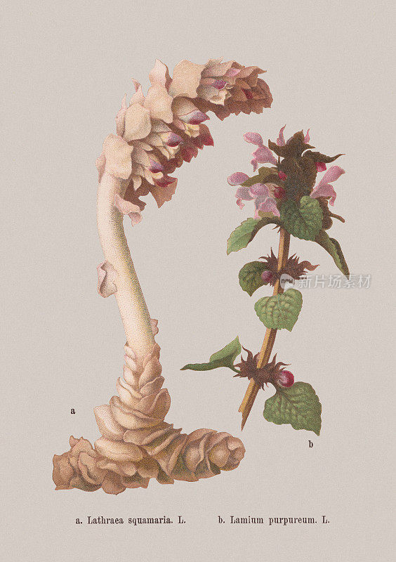 春花(Orobanchaceae, Lamiaceae)，彩色石刻，1884年出版